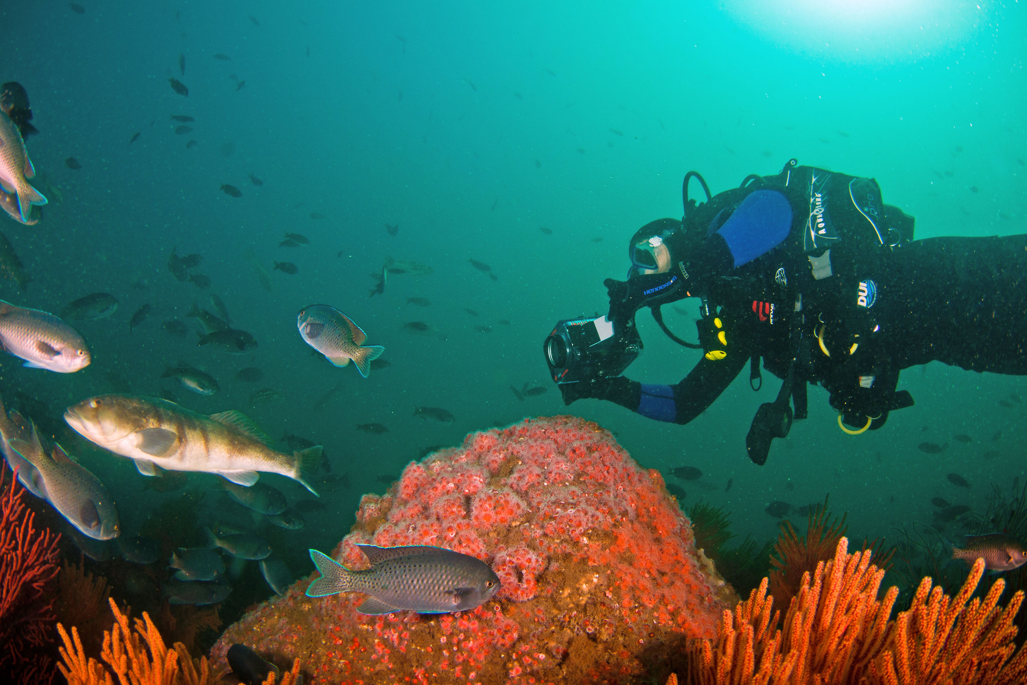 Artificial Reefs Take on a Towering Presence as Havens for Marine Predators