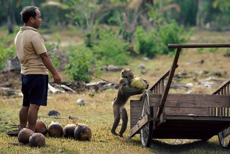 Monkeys in Thailand Exploited as Coconut-Picking Machines