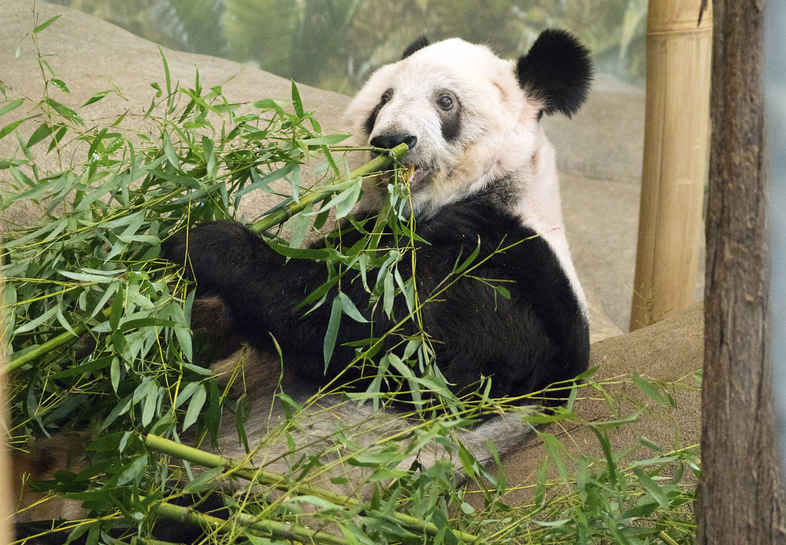 Conditions of Memphis Zoo’s Pandas Raise Big Questions