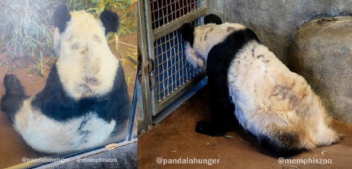 Conditions of Memphis Zoo’s Pandas Raise Big Questions