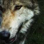 Profile picture of Werewolf Conservation Project