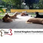 Profile picture of Animal Kingdom Foundation